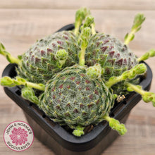 Load image into Gallery viewer, Sempervivum Ciliosum (multi w pups)