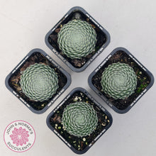Load image into Gallery viewer, Sempervivum Ciliosum (multi w pups)