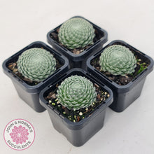 Load image into Gallery viewer, Sempervivum Ciliosum (multi w pups)