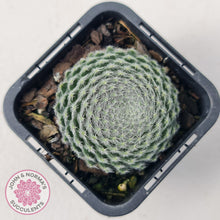 Load image into Gallery viewer, Sempervivum Ciliosum (multi w pups)