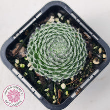 Load image into Gallery viewer, Sempervivum Ciliosum (multi w pups)