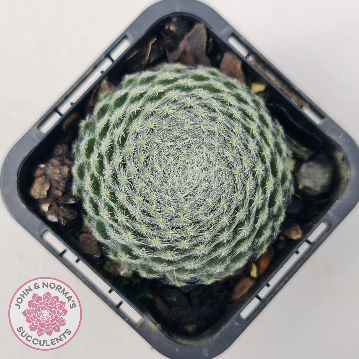 Sempervivum Ciliosum (multi)