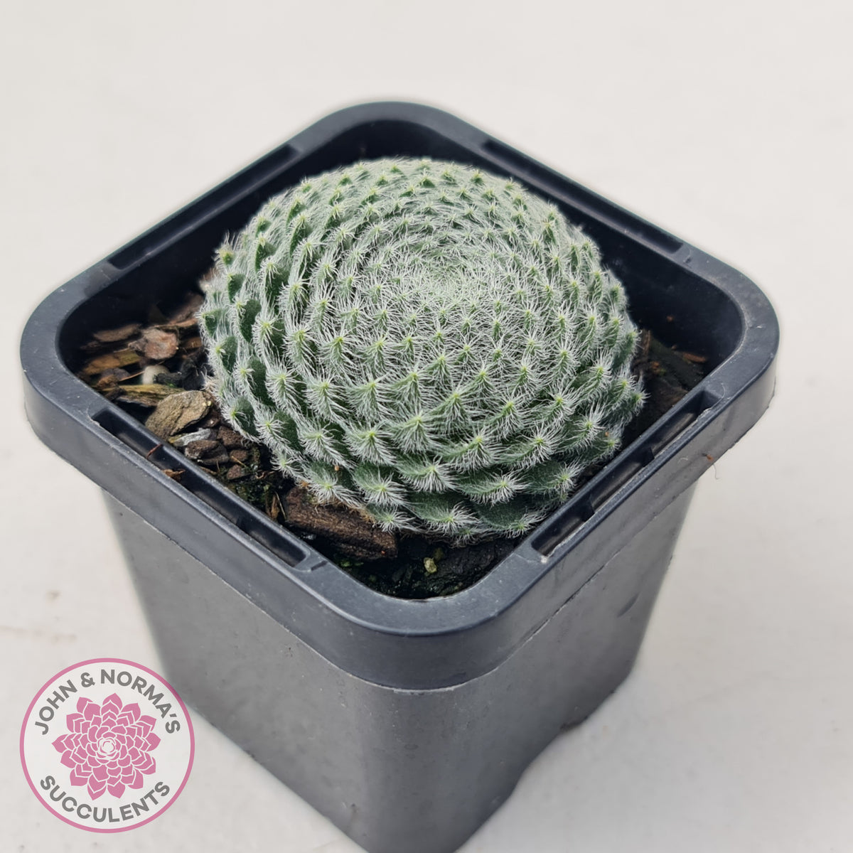 Sempervivum Ciliosum (multi)