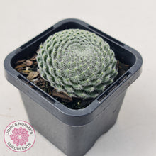 Load image into Gallery viewer, Sempervivum Ciliosum (multi w pups)