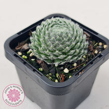 Load image into Gallery viewer, Sempervivum Ciliosum (multi w pups)