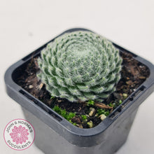 Load image into Gallery viewer, Sempervivum Ciliosum (multi w pups)