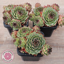 Load image into Gallery viewer, Sempervivum 'Edge of Night' (multi)