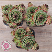 Load image into Gallery viewer, Sempervivum 'Edge of Night' (multi)