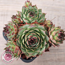 Load image into Gallery viewer, Sempervivum 'Edge of Night' (multi)