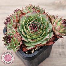 Load image into Gallery viewer, Sempervivum 'Edge of Night' (multi)