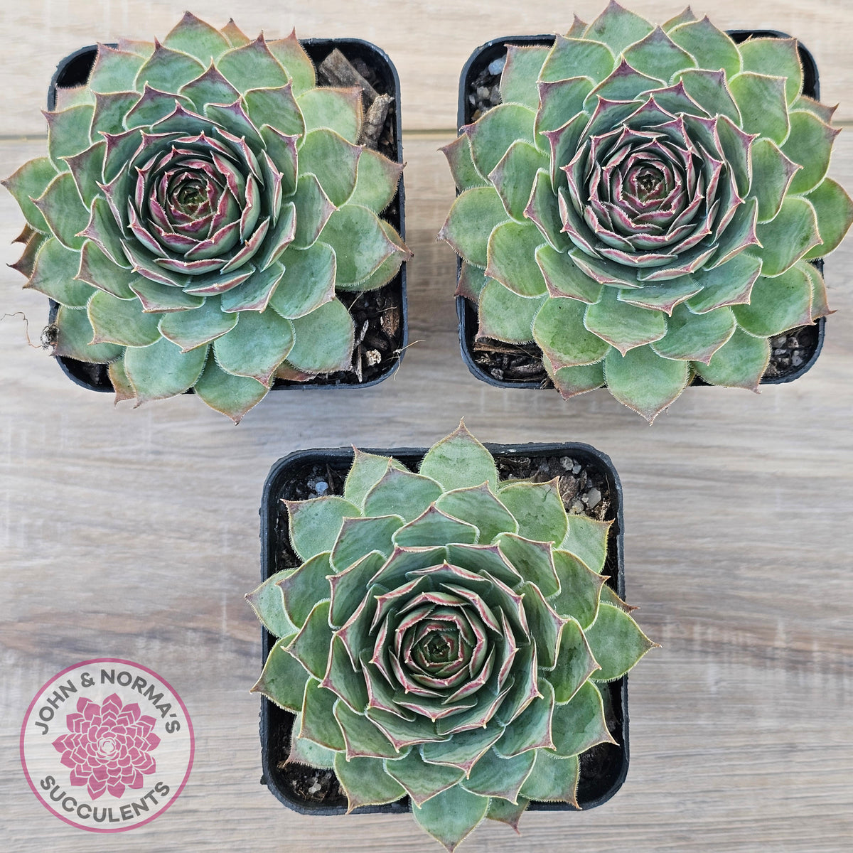 Sempervivum 'Edge of Night'