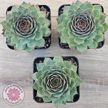 Load image into Gallery viewer, Sempervivum 'Edge of Night'