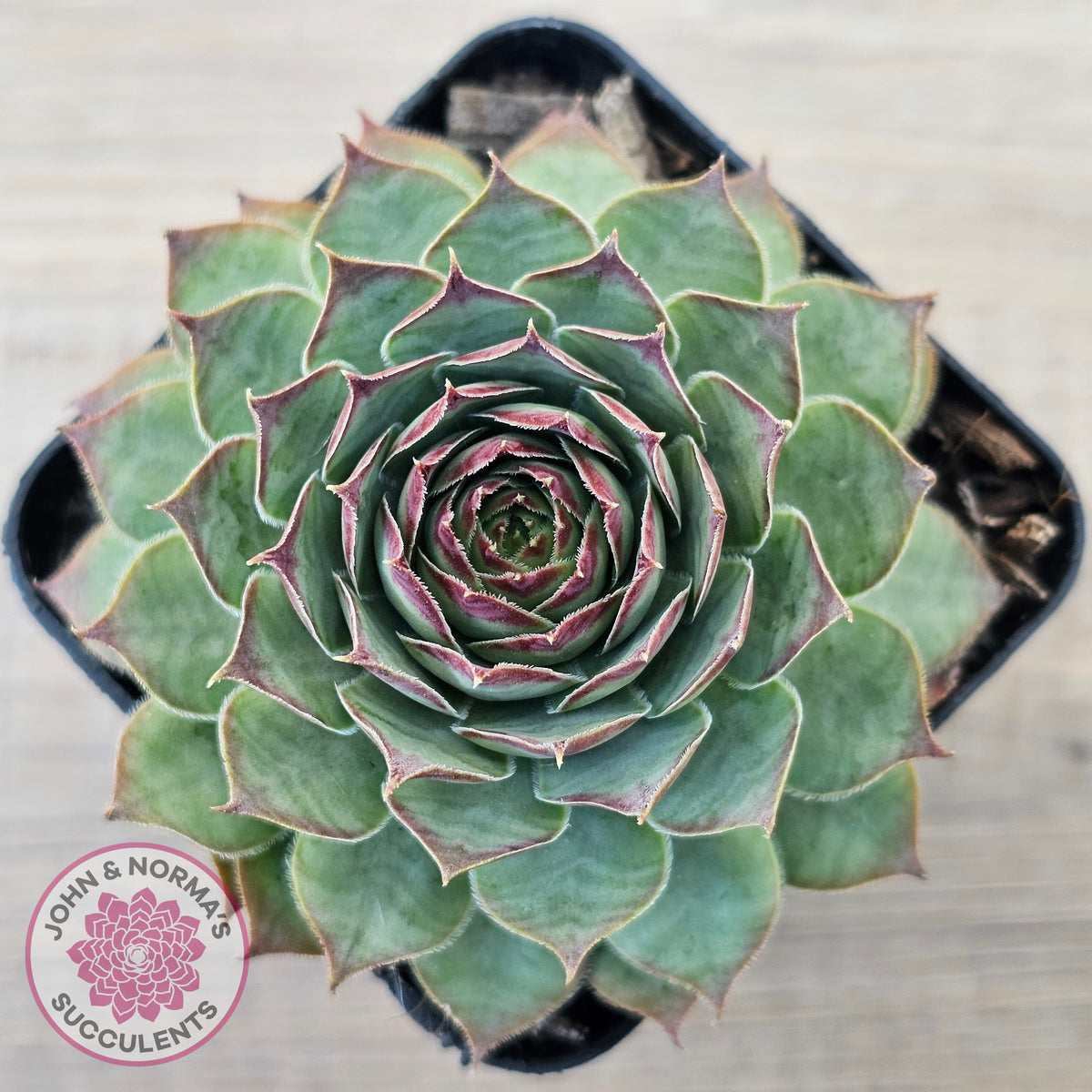 Sempervivum 'Edge of Night'