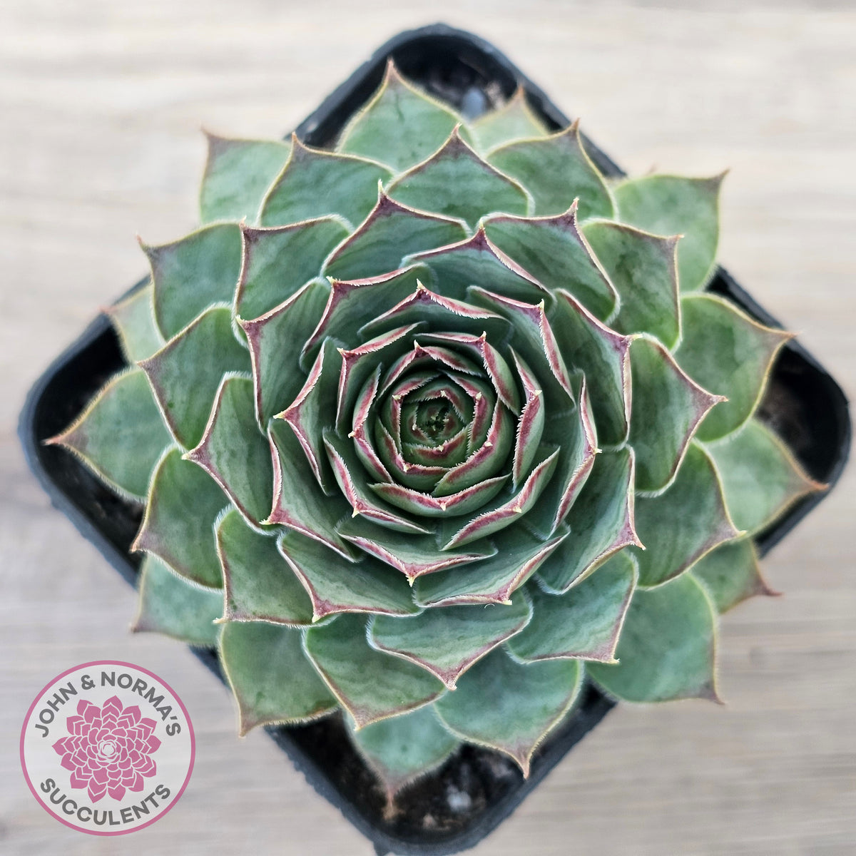 Sempervivum 'Edge of Night'