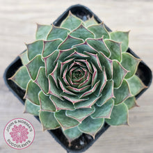 Load image into Gallery viewer, Sempervivum 'Edge of Night'