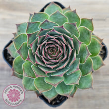 Load image into Gallery viewer, Sempervivum 'Edge of Night'