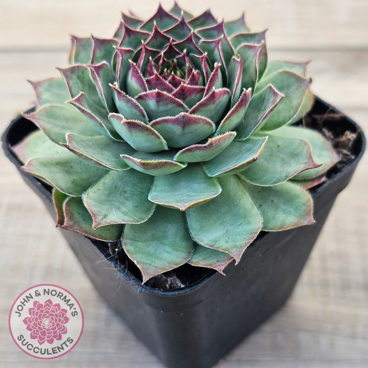 Sempervivum 'Edge of Night'