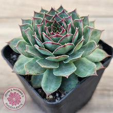 Load image into Gallery viewer, Sempervivum 'Edge of Night'