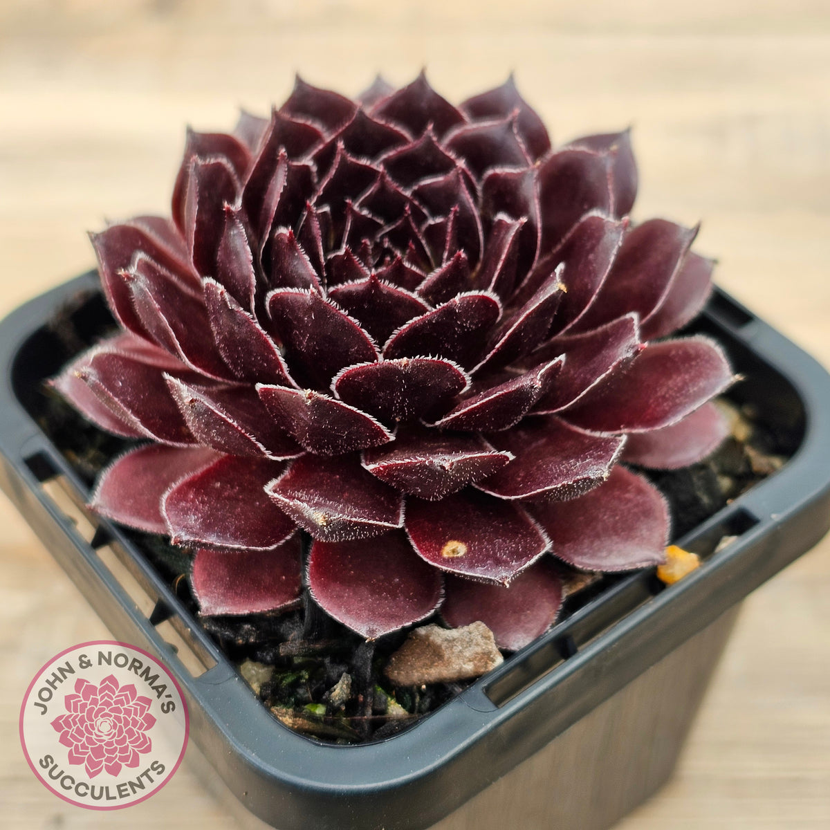 Sempervivum 'Gabrielle'