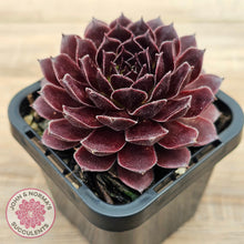 Load image into Gallery viewer, Sempervivum 'Gabrielle'