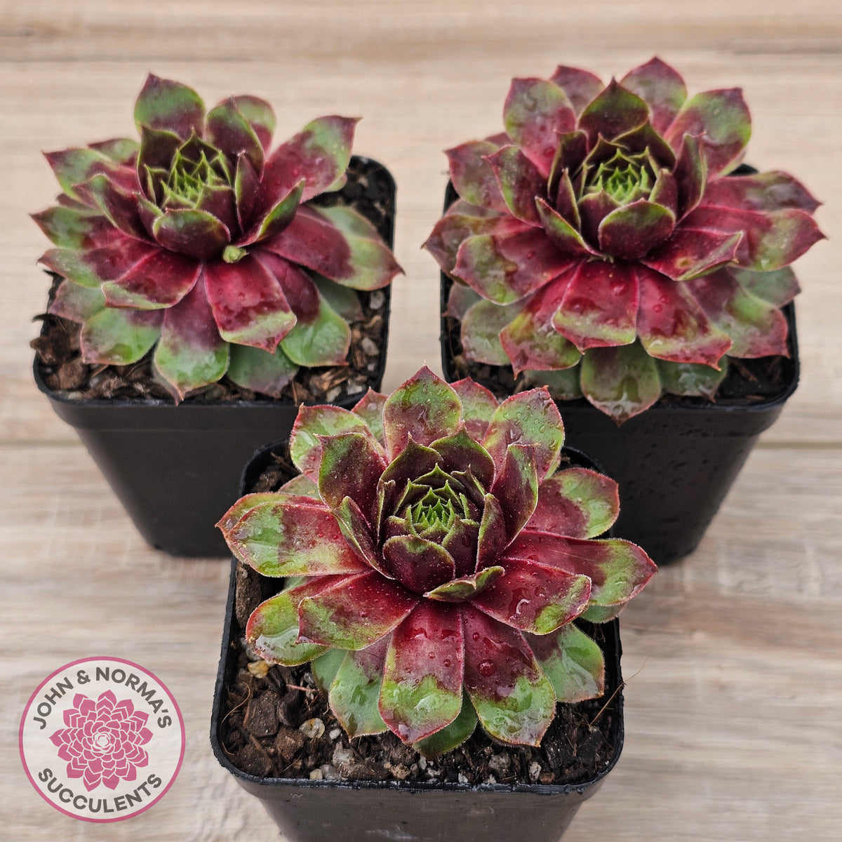Sempervivum 'Gay Jester'