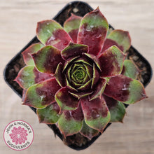 Load image into Gallery viewer, Sempervivum 'Gay Jester'