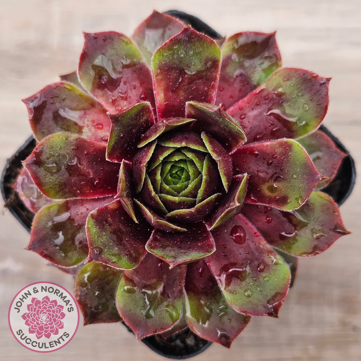 Sempervivum 'Gay Jester'