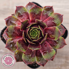 Load image into Gallery viewer, Sempervivum 'Gay Jester'