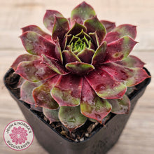 Load image into Gallery viewer, Sempervivum 'Gay Jester'