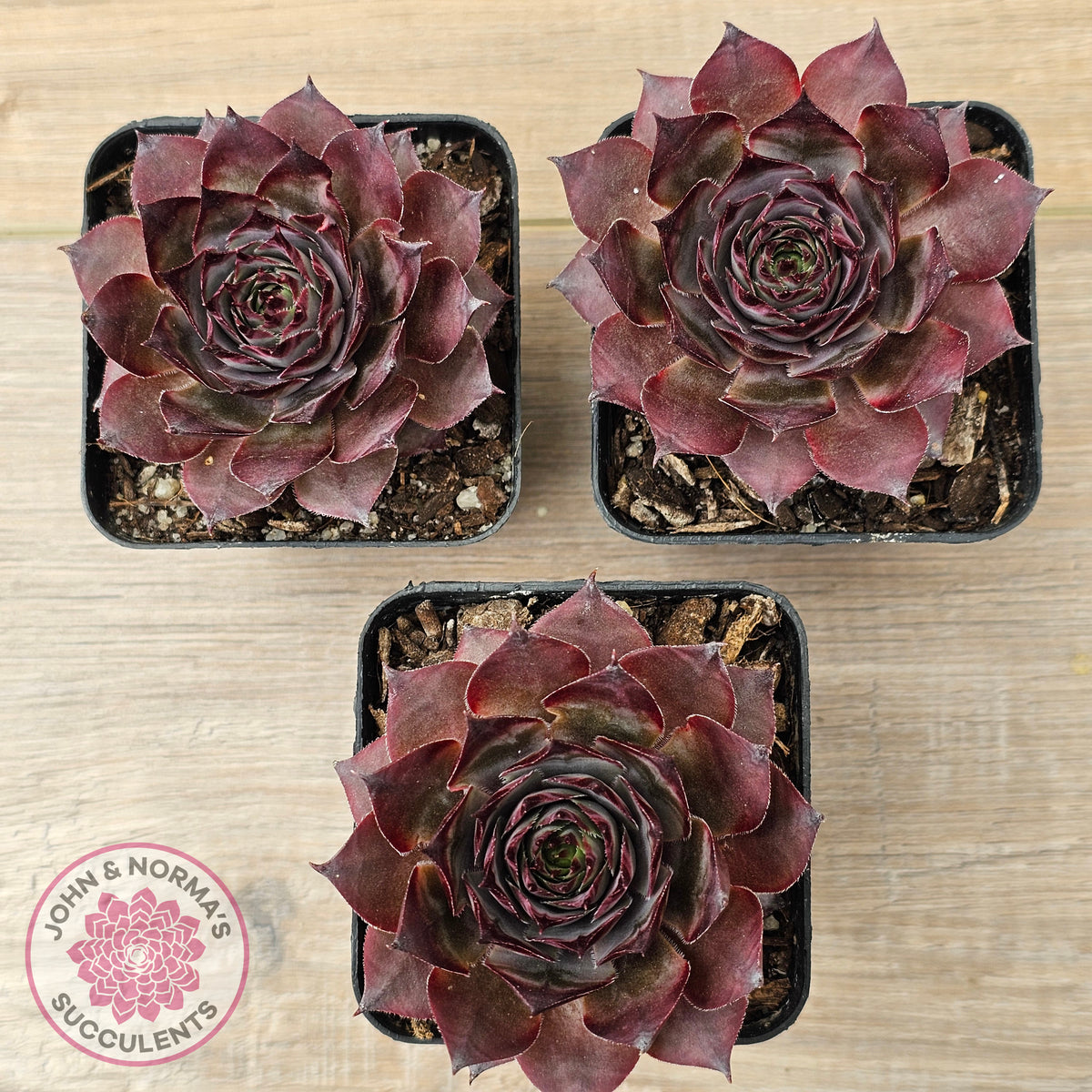 Sempervivum 'Grammens'