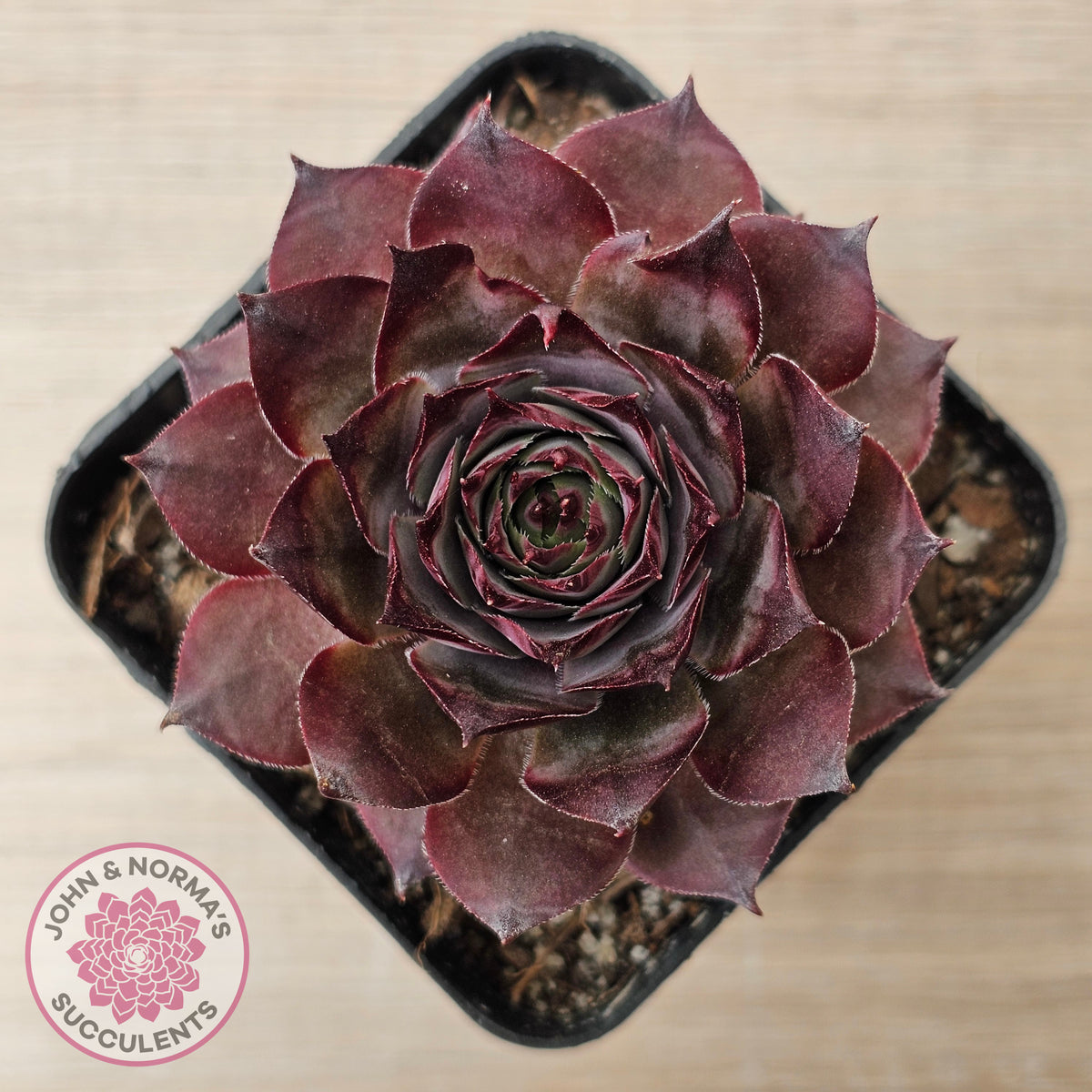 Sempervivum 'Grammens'