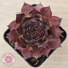 Load image into Gallery viewer, Sempervivum 'Grammens'