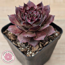 Load image into Gallery viewer, Sempervivum 'Grammens'