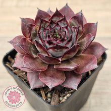Load image into Gallery viewer, Sempervivum 'Grammens'