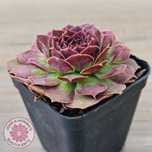 Load image into Gallery viewer, Sempervivum 'Granby'