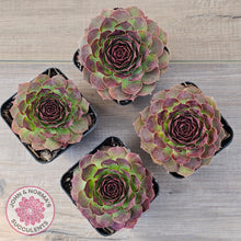 Load image into Gallery viewer, Sempervivum 'Granby'