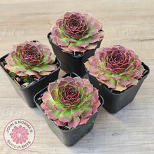 Load image into Gallery viewer, Sempervivum 'Granby'