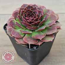 Load image into Gallery viewer, Sempervivum 'Granby'
