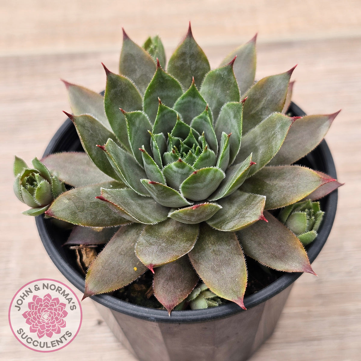 Sempervivum 'Grey Lady'