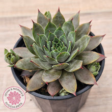 Load image into Gallery viewer, Sempervivum 'Grey Lady'