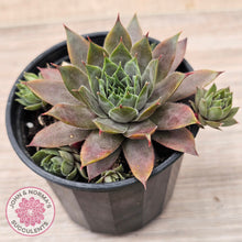 Load image into Gallery viewer, Sempervivum 'Grey Lady'