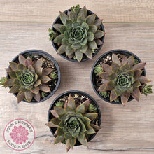 Load image into Gallery viewer, Sempervivum 'Grey Lady'