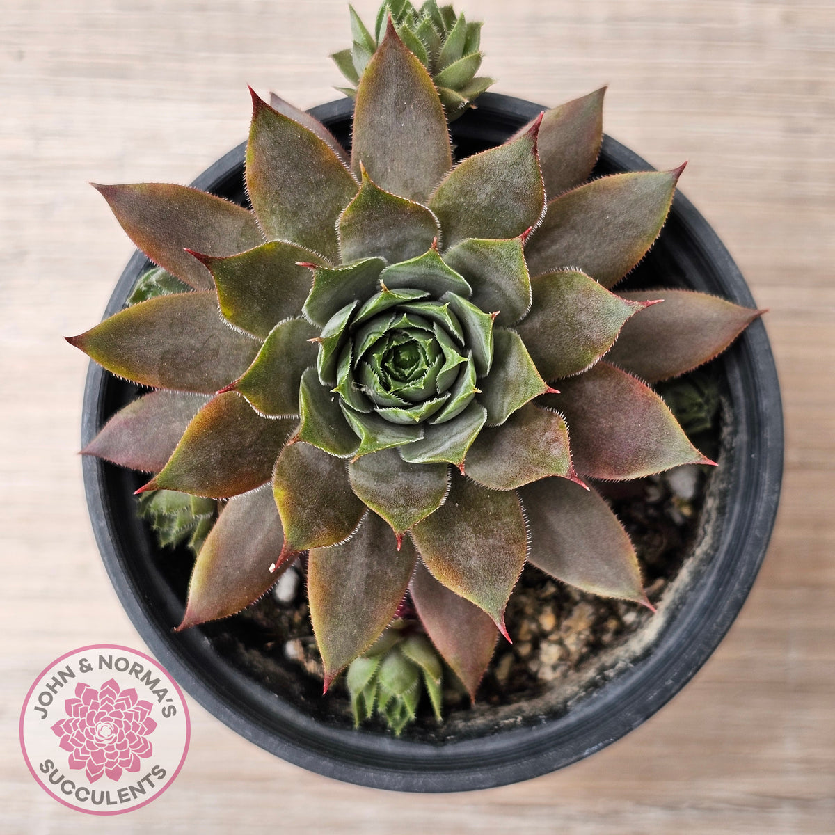 Sempervivum 'Grey Lady'