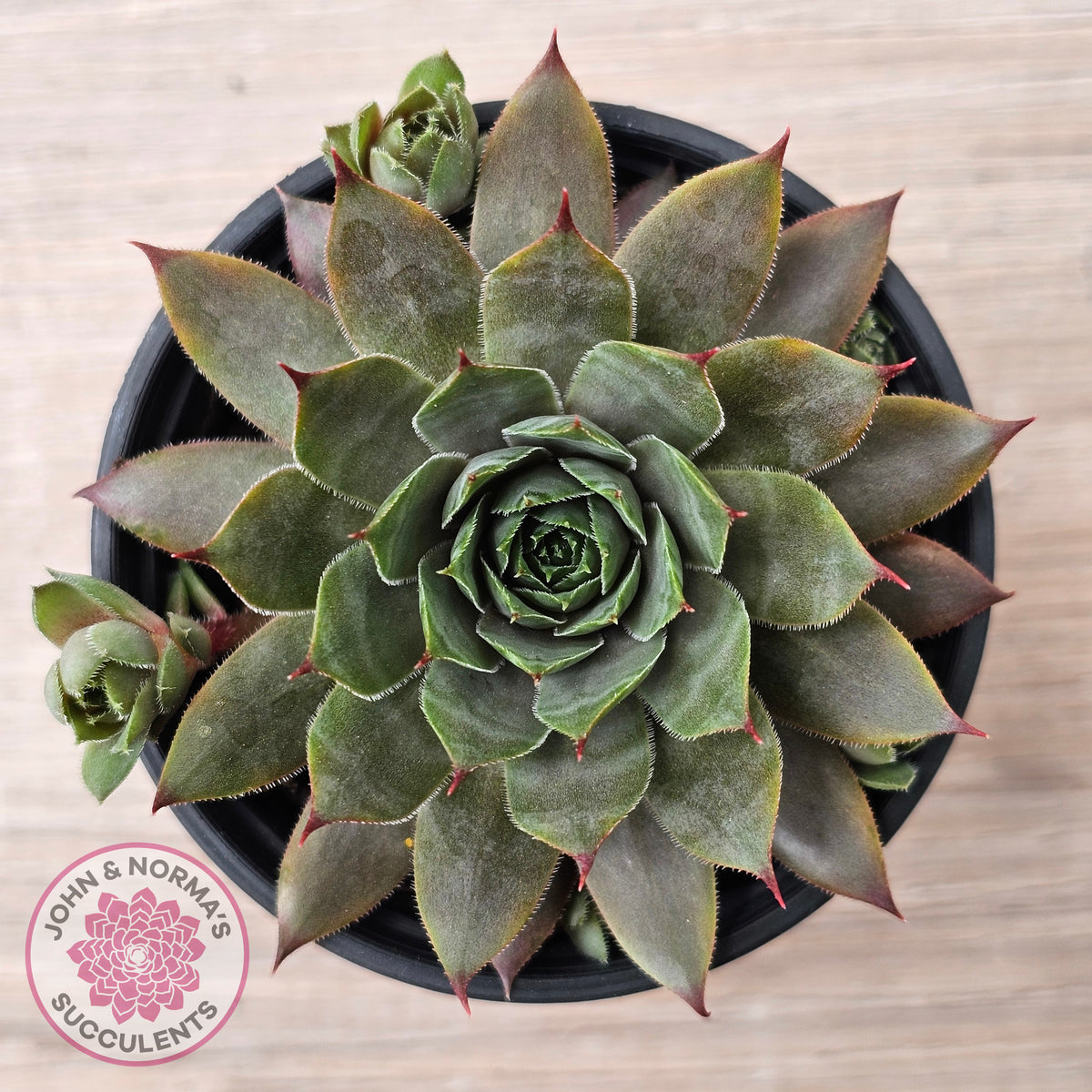 Sempervivum 'Grey Lady'