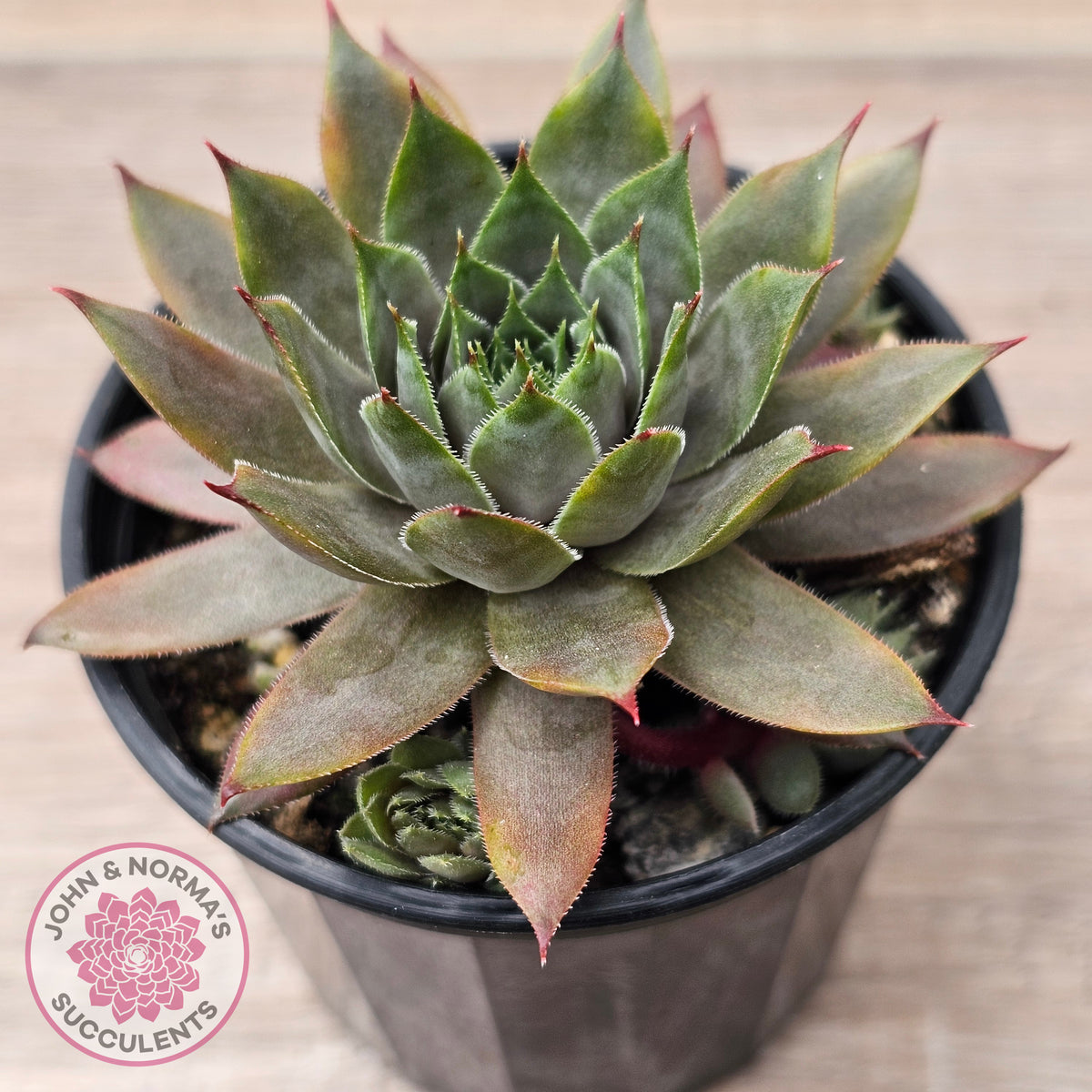 Sempervivum 'Grey Lady'