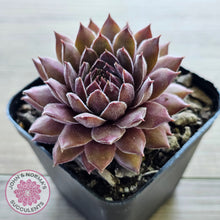 Load image into Gallery viewer, Sempervivum 'Greyolla'