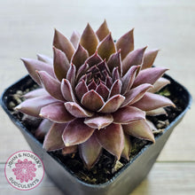 Load image into Gallery viewer, Sempervivum 'Greyolla'