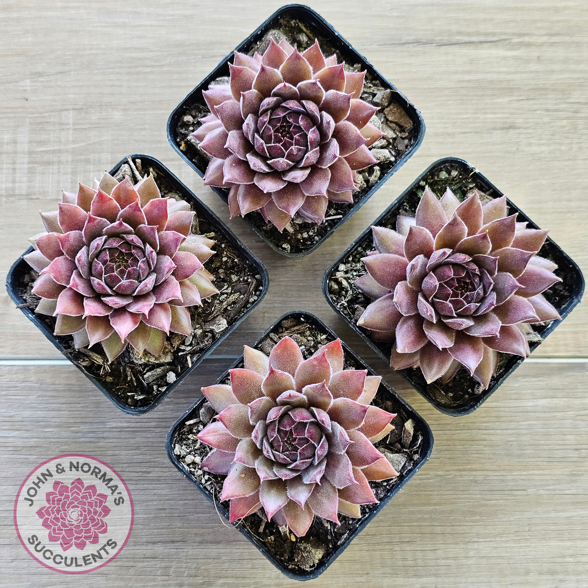 Sempervivum 'Greyolla'