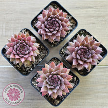 Load image into Gallery viewer, Sempervivum 'Greyolla'