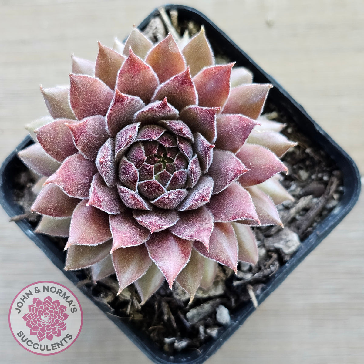 Sempervivum 'Greyolla'